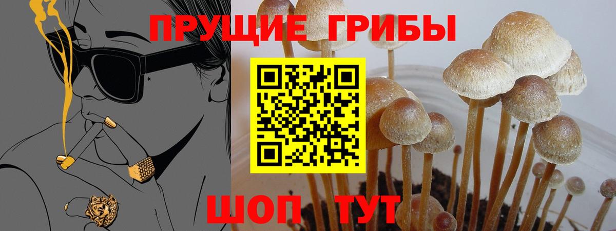 Каменск-Шахтинский  что такое   Вход с VPN  Галлюциногенные грибы Psilocybine cubensis 